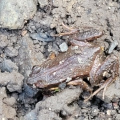 Crinia tinnula at Bundagen, NSW - 4 Jul 2023 02:54 PM