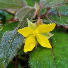 Hibbertia dentata (Twining Guinea Flower) at Bongil Bongil National Park - 4 Jul 2023 by trevorpreston