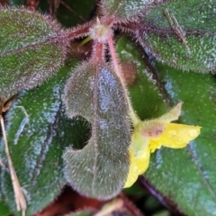 Hibbertia dentata at Bundagen, NSW - 4 Jul 2023