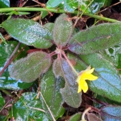 Hibbertia dentata at Bundagen, NSW - 4 Jul 2023 02:51 PM