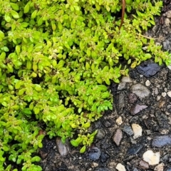 Unidentified Fern or Clubmoss at Nambucca Heads, NSW - 4 Jul 2023 by trevorpreston