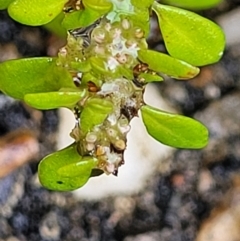 Pilea microphylla at Nambucca Heads, NSW - 4 Jul 2023 12:16 PM