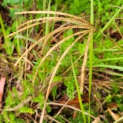 Chloris gayana (Rhodes Grass) at Nambucca Heads, NSW - 4 Jul 2023 by trevorpreston