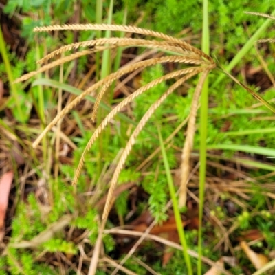 Chloris gayana (Rhodes Grass) at Nambucca Heads, NSW - 4 Jul 2023 by trevorpreston