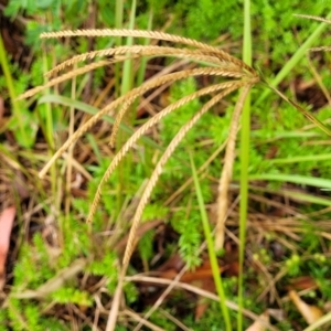 Chloris gayana (Rhodes Grass) at Nambucca Heads, NSW by trevorpreston
