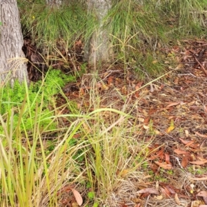 Chloris gayana at Nambucca Heads, NSW - 4 Jul 2023 12:49 PM