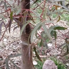 Brachychiton populneus subsp. populneus (Kurrajong) at Fadden, ACT - 4 Jul 2023 by KumikoCallaway