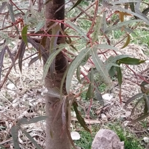 Brachychiton populneus subsp. populneus at Fadden, ACT - 4 Jul 2023