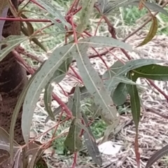 Brachychiton populneus subsp. populneus at Fadden, ACT - 4 Jul 2023