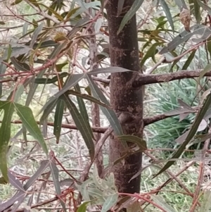 Brachychiton populneus subsp. populneus at Fadden, ACT - 4 Jul 2023