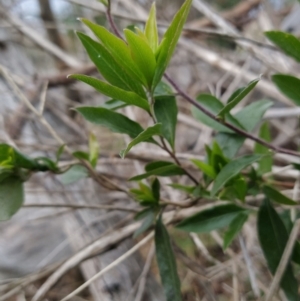 Billardiera heterophylla at Fadden, ACT - 4 Jul 2023