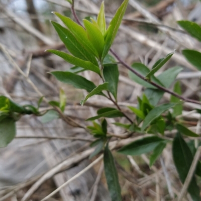 Billardiera heterophylla (Western Australian Bluebell Creeper) at Wanniassa Hill - 3 Jul 2023 by KumikoCallaway