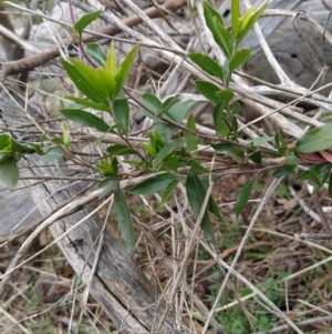 Billardiera heterophylla at Fadden, ACT - 4 Jul 2023