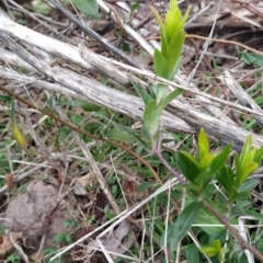 Billardiera heterophylla at Fadden, ACT - 4 Jul 2023