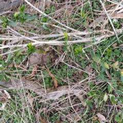 Billardiera heterophylla at Fadden, ACT - 4 Jul 2023