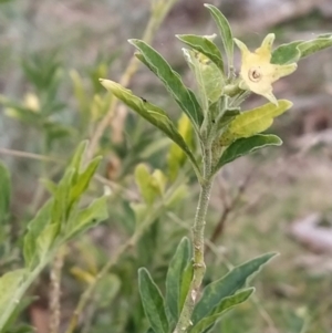 Solanum chenopodioides at Fadden, ACT - 4 Jul 2023