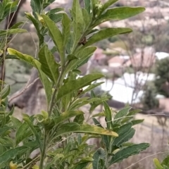 Solanum chenopodioides at Fadden, ACT - 4 Jul 2023