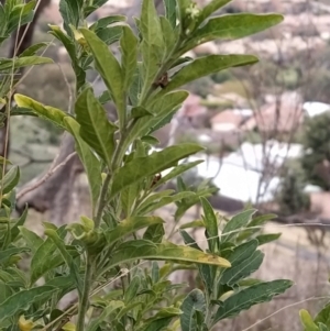 Solanum chenopodioides at Fadden, ACT - 4 Jul 2023