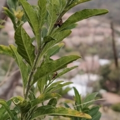 Solanum chenopodioides at Fadden, ACT - 4 Jul 2023