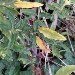 Solanum chenopodioides at Fadden, ACT - 4 Jul 2023