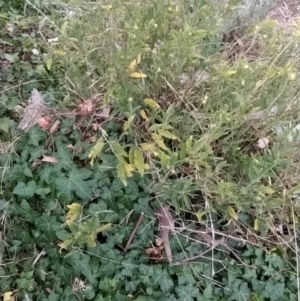 Solanum chenopodioides at Fadden, ACT - 4 Jul 2023