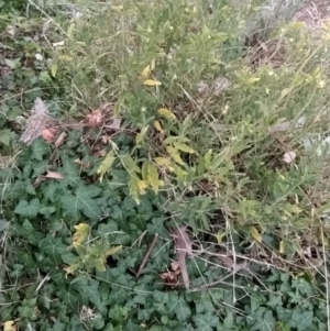 Solanum chenopodioides at Fadden, ACT - 4 Jul 2023 08:18 AM