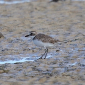 Charadrius leschenaultii at Wellington Point, QLD - 29 Jun 2023 11:14 AM