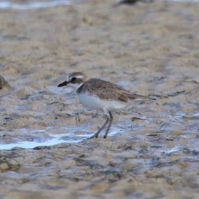 Charadrius leschenaultii (Greater Sand-Plover) at Wellington Point, QLD - 29 Jun 2023 by TimL