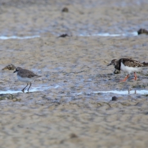 Charadrius leschenaultii at Wellington Point, QLD - 29 Jun 2023 11:14 AM