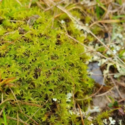 Orthotrichum sp. at Yass River, NSW - 4 Jul 2023 by SenexRugosus