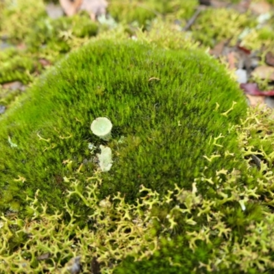 Unidentified Moss, Liverwort or Hornwort at Yass River, NSW - 4 Jul 2023 by SenexRugosus