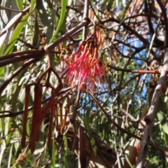 Amyema pendula subsp. pendula (Drooping Mistletoe) at QPRC LGA - 29 Jun 2023 by MatthewFrawley