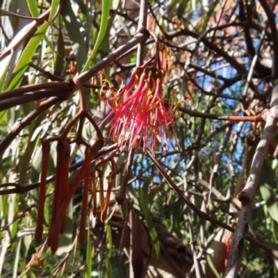 Amyema pendula subsp. pendula (Drooping Mistletoe) at QPRC LGA - 29 Jun 2023 by MatthewFrawley