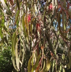 Amyema pendula subsp. pendula at Majors Creek, NSW - 29 Jun 2023 11:33 AM