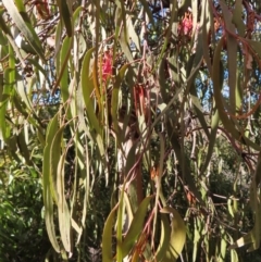 Amyema pendula subsp. pendula at Majors Creek, NSW - 29 Jun 2023