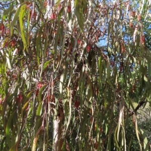 Amyema pendula subsp. pendula at Majors Creek, NSW - 29 Jun 2023 11:33 AM