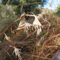 Themeda triandra (Kangaroo Grass) at Majors Creek, NSW - 29 Jun 2023 by MatthewFrawley