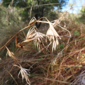 Themeda triandra at Majors Creek, NSW - 29 Jun 2023