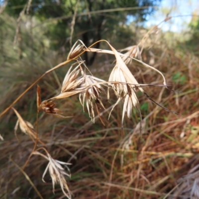 Themeda triandra (Kangaroo Grass) at Majors Creek, NSW - 29 Jun 2023 by MatthewFrawley