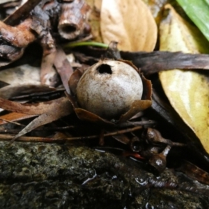 Geastrum sp. at QPRC LGA - 4 Jul 2023