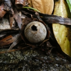 Geastrum sp. at QPRC LGA - suppressed