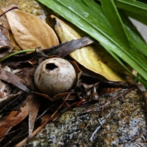 Geastrum sp. at QPRC LGA - 4 Jul 2023