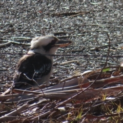 Dacelo novaeguineae (Laughing Kookaburra) at QPRC LGA - 29 Jun 2023 by MatthewFrawley