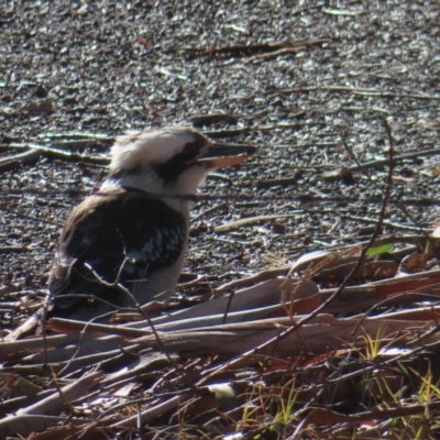Dacelo novaeguineae (Laughing Kookaburra) at Majors Creek, NSW - 29 Jun 2023 by MatthewFrawley