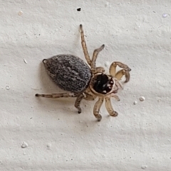 Unidentified Jumping or peacock spider (Salticidae) at Nambucca Heads, NSW - 5 Jul 2023 by trevorpreston