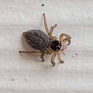 Maratus griseus at Nambucca Heads, NSW - 5 Jul 2023 10:03 AM