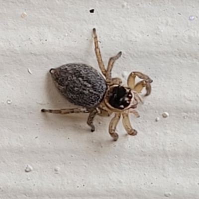 Unidentified Jumping or peacock spider (Salticidae) at Nambucca Heads, NSW - 5 Jul 2023 by trevorpreston