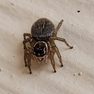 Maratus griseus at Nambucca Heads, NSW - 5 Jul 2023 10:03 AM