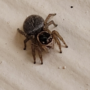 Maratus griseus at Nambucca Heads, NSW - 5 Jul 2023 10:03 AM