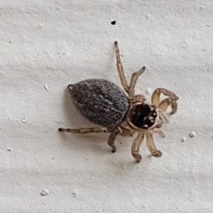 Maratus griseus at Nambucca Heads, NSW - 5 Jul 2023 10:03 AM